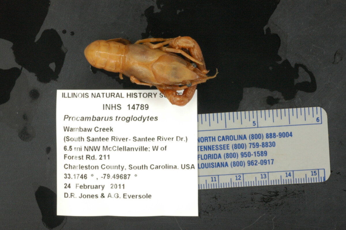 Procambarus troglodytes image